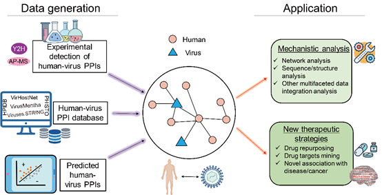 中國農業大學生物學院 綜合新聞 Briefings in Bioinformatics|張子丁課題組對人-病毒蛋白互作計算研究的現狀和未來發展前景綜述